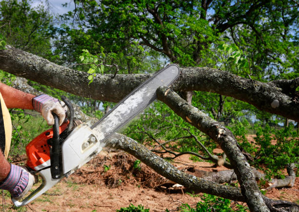 How Our Tree Care Process Works  in  Cleveland, NC